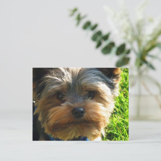 Yorkshire Terrier Briefkaart (Staand voorkant)