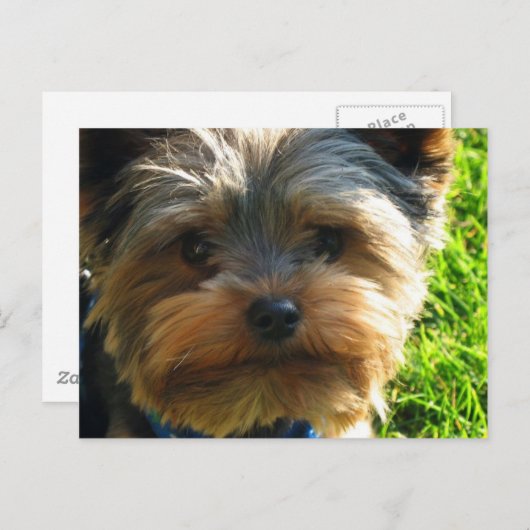 Yorkshire Terrier Briefkaart (Voorkant / Achterkant)