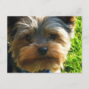 Yorkshire Terrier Briefkaart