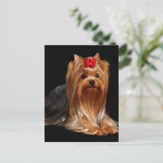 Yorkshire Terrier Briefkaart (Staand voorkant)