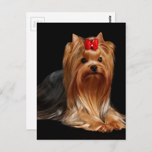 Yorkshire Terrier Briefkaart (Voorkant / Achterkant)