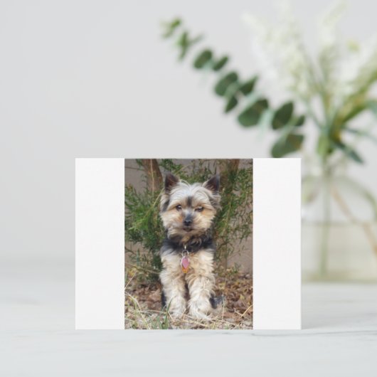 Yorkshire Terrier Briefkaart (Staand voorkant)