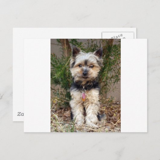 Yorkshire Terrier Briefkaart (Voorkant / Achterkant)