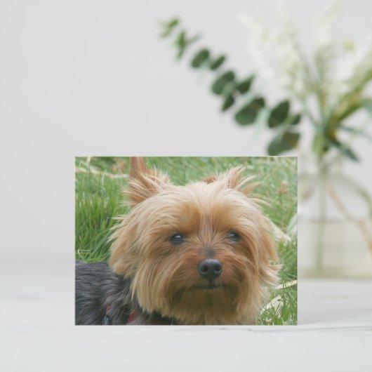 Yorkshire Terrier Briefkaart (Staand voorkant)
