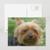 Yorkshire Terrier Briefkaart (Voorkant / Achterkant)