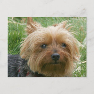 Yorkshire Terrier Briefkaart