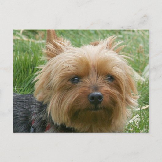 Yorkshire Terrier Briefkaart (Voorkant)
