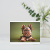 Yorkshire Terrier Briefkaart (Staand voorkant)