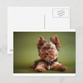 Yorkshire Terrier Briefkaart (Voorkant / Achterkant)