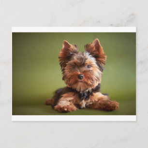 Yorkshire Terrier Briefkaart