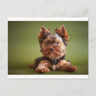 Yorkshire Terrier Briefkaart