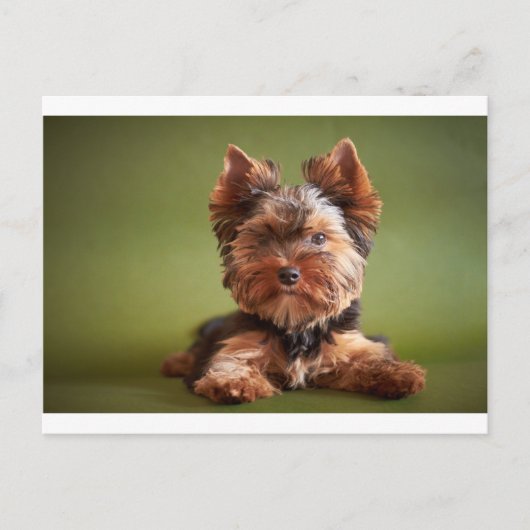 Yorkshire Terrier Briefkaart (Voorkant)