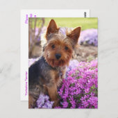 Yorkshire Terrier Briefkaart (Voorkant / Achterkant)