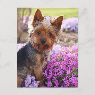 Yorkshire Terrier Briefkaart