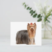Yorkshire Terrier Briefkaart (Staand voorkant)