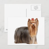 Yorkshire Terrier Briefkaart (Voorkant / Achterkant)