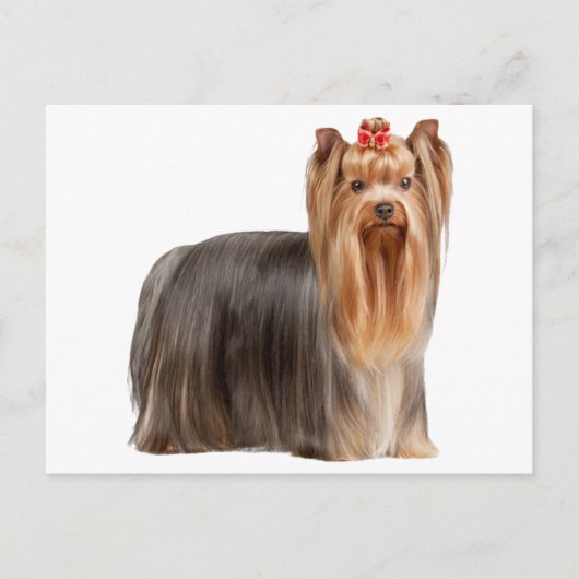 Yorkshire Terrier Briefkaart (Voorkant)