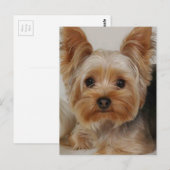 Yorkshire Terrier Briefkaart (Voorkant / Achterkant)