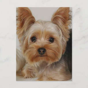 Yorkshire Terrier Briefkaart