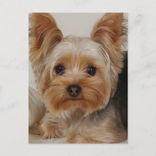 Yorkshire Terrier Briefkaart (Voorkant)