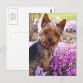 Yorkshire Terrier Briefkaart (Voorkant / Achterkant)