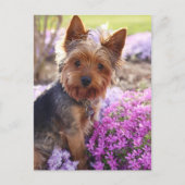 Yorkshire Terrier Briefkaart (Voorkant)