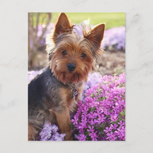 Yorkshire Terrier Briefkaart (Voorkant)