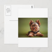 Yorkshire Terrier Briefkaart (Voorkant / Achterkant)