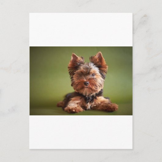 Yorkshire Terrier Briefkaart (Voorkant)
