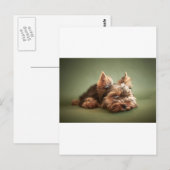 Yorkshire Terrier Briefkaart (Voorkant / Achterkant)