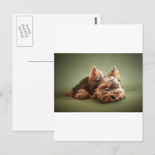 Yorkshire Terrier Briefkaart (Voorkant / Achterkant)