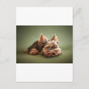 Yorkshire Terrier Briefkaart