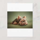 Yorkshire Terrier Briefkaart (Voorkant)
