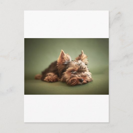 Yorkshire Terrier Briefkaart (Voorkant)