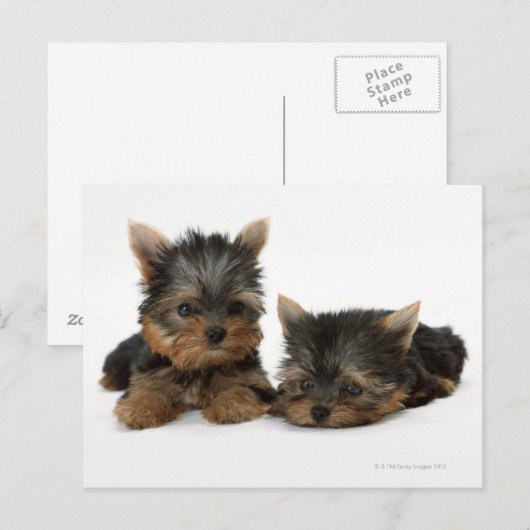 Yorkshire Terrier Briefkaart (Voorkant / Achterkant)