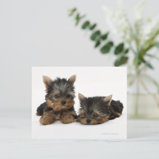 Yorkshire Terrier Briefkaart (Staand voorkant)