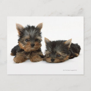 Yorkshire Terrier Briefkaart