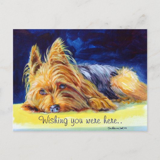 Yorkshire Terrier Briefkaarten (Voorkant)