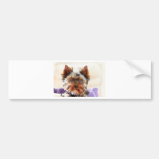 Yorkshire Terrier Bumpersticker