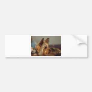 Yorkshire Terrier Bumpersticker