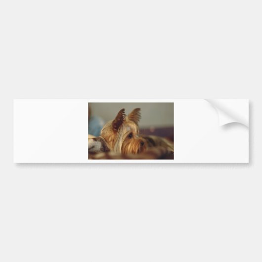 Yorkshire Terrier Bumpersticker (Voorkant)