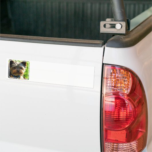 Yorkshire Terrier Bumperstickers (Op Truck)