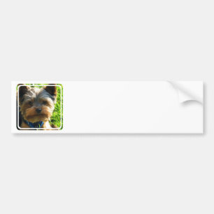 Yorkshire Terrier Bumperstickers