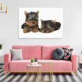 Yorkshire Terrier Canvas Afdruk (Insitu (Woonkamer))