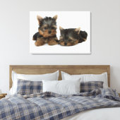 Yorkshire Terrier Canvas Afdruk (Insitu (Slaapkamer))