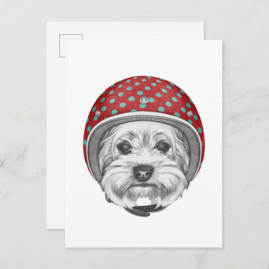 Yorkshire Terrier Dareduivel Briefkaart (Voorkant / Achterkant)