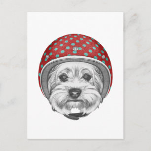 Yorkshire Terrier Dareduivel Briefkaart