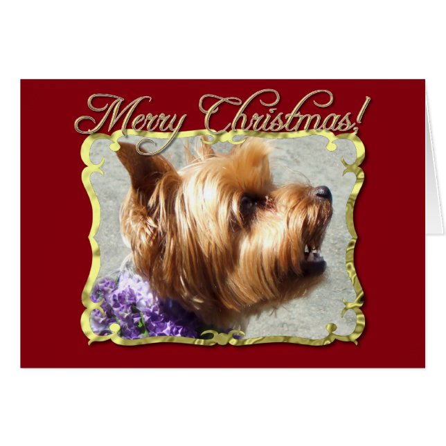 Yorkshire Terrier dog (Voorkant Horizontaal)