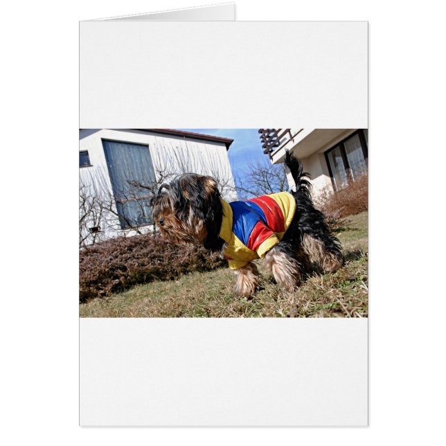 Yorkshire Terrier Dog (Voorkant)