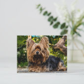 Yorkshire Terrier dog Briefkaart (Staand voorkant)